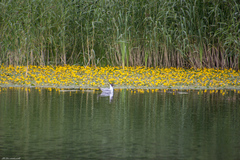 Chroicocephalus ridibundus