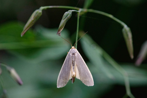 Common Footman