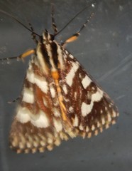 Ipanica cornigera