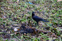 Corvus splendens