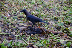Corvus splendens