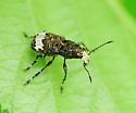 Eurymycter