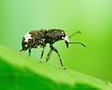 Eurymycter