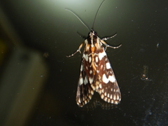 Ipanica cornigera