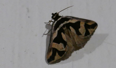 Parafodina pagenstecheri