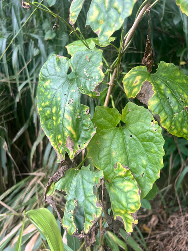 Mikania cordata observed 2026-04-24