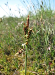 Carex rariflora