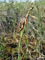 Carex rariflora