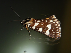Ipanica cornigera
