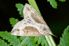 Hypena crassalis