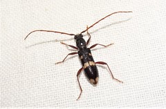 Coleocoptus senio
