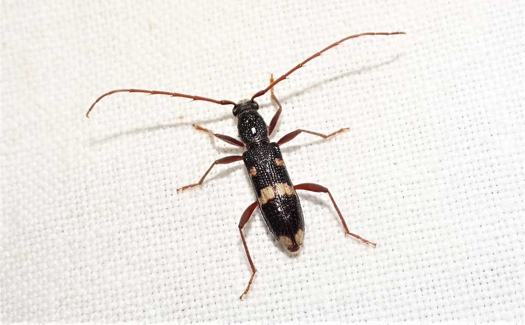 Coleocoptus