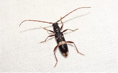 Coleocoptus senio