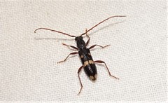 Coleocoptus senio