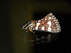 Ipanica cornigera