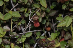 Ayenia compacta