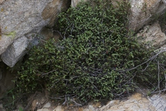 Ayenia compacta