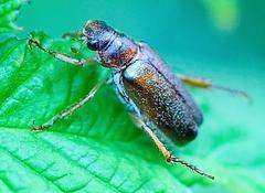 Dichelonyx subvittata