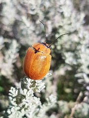 Paropsis augusta