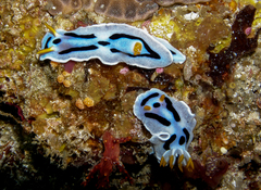 Chromodoris alcalai