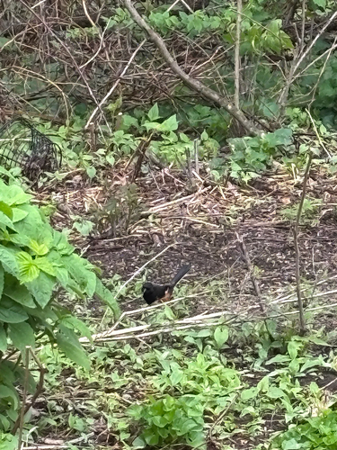iNaturalist observation photo of Eastern Towhee