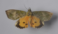 Eudocima hypermnestra