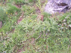 Carduus defloratus