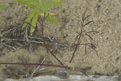 Ostericum maximowiczii