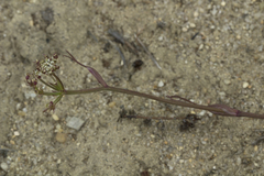Ostericum maximowiczii
