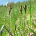 Carex praecox - Photo (c) Gennadiy Okatov, algunos derechos reservados (CC BY-NC), uploaded by Gennadiy Okatov