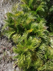 Aciphylla glacialis