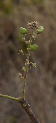 Boswellia serrata