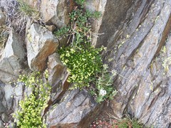 Galium tendae