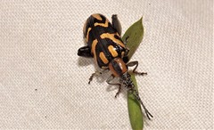 Mecynodera coxalgica