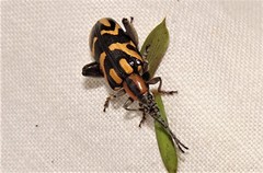 Mecynodera coxalgica