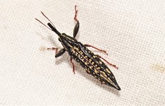Rhinotia lineata