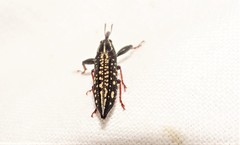 Rhinotia lineata
