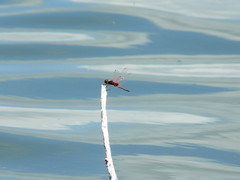 Celithemis bertha