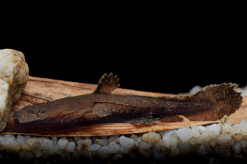Angler catfish (Chaca bankanensis) — Chacidae