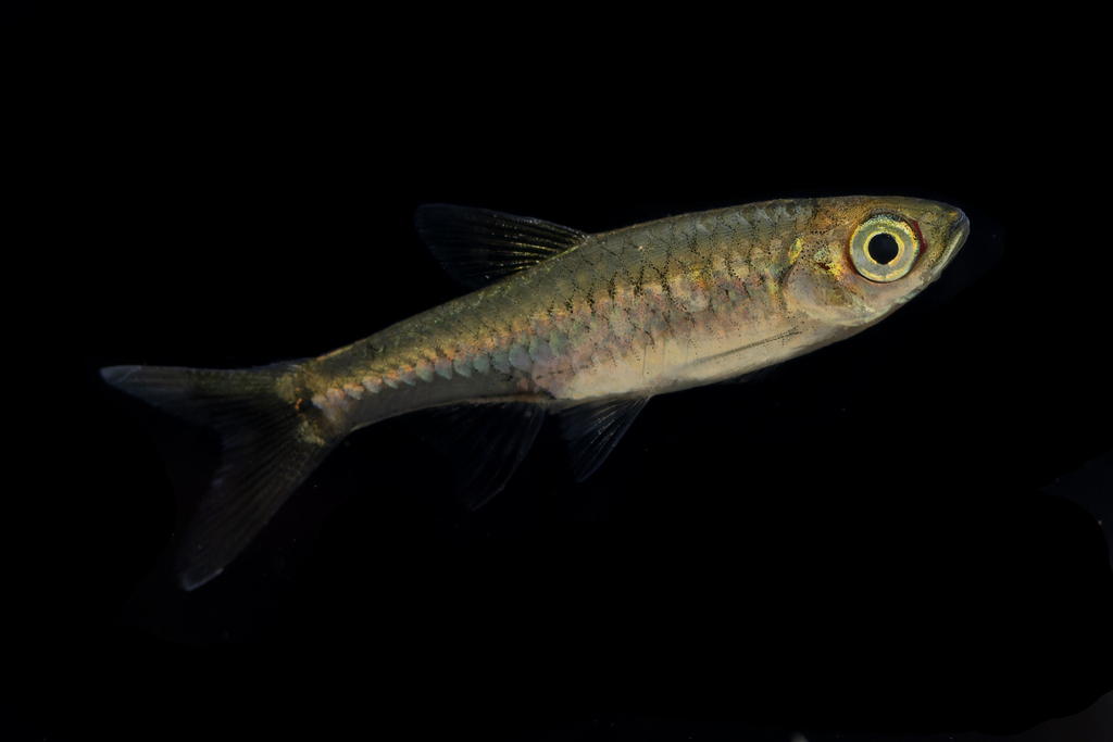 Bangka Rasbora