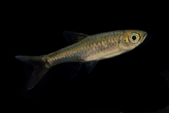 Bangka Rasbora photo 1