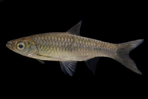 Myers's Rasbora