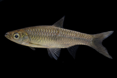 Rasbora photo 1
