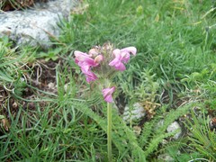 Pedicularis gyroflexa