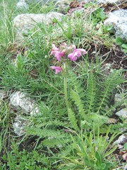 Pedicularis gyroflexa