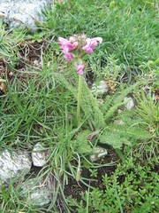 Pedicularis gyroflexa