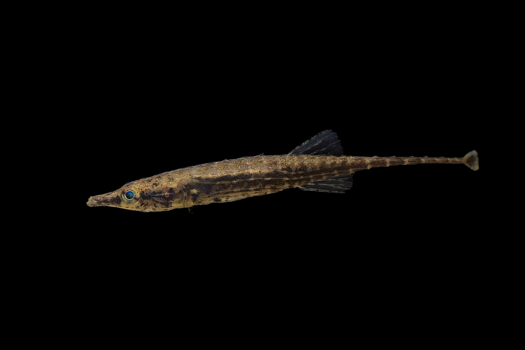 Armored Sticklebacks