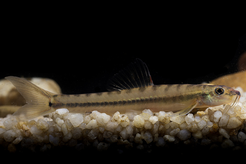 Masya-bermpje (Nemacheilus masyae) — Nemacheilidae — 5