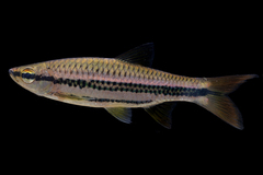 Porthole Rasbora photo 1