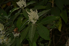 Colebrookea oppositifolia